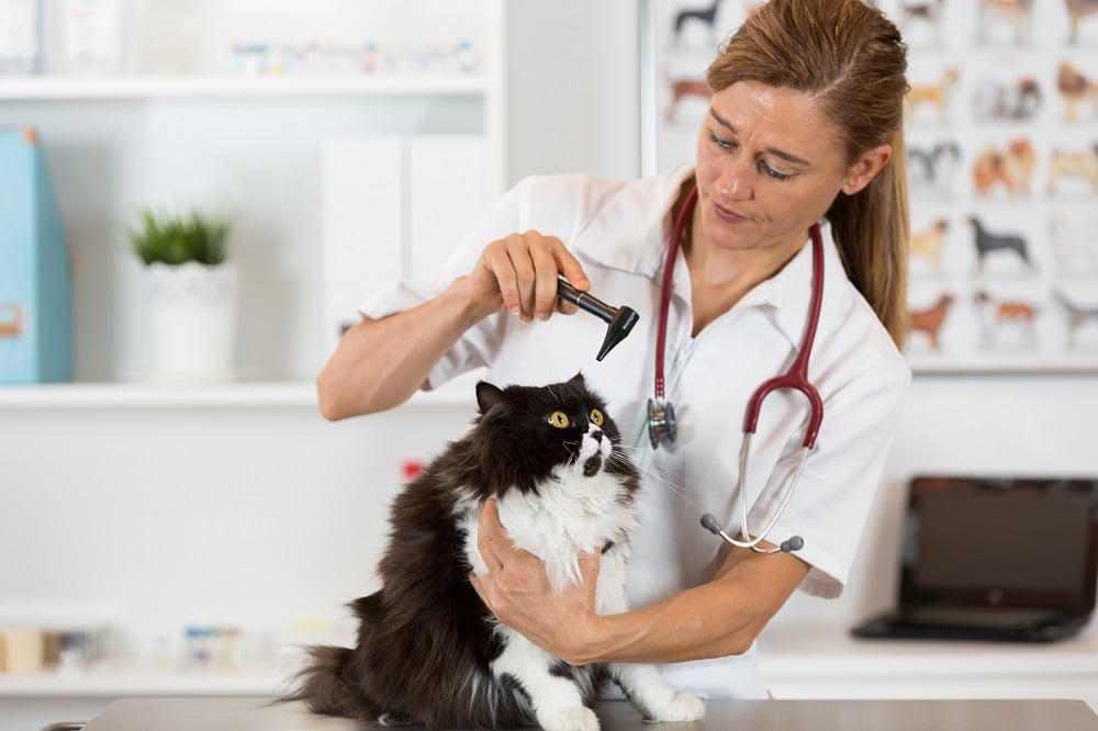 A pet getting examined